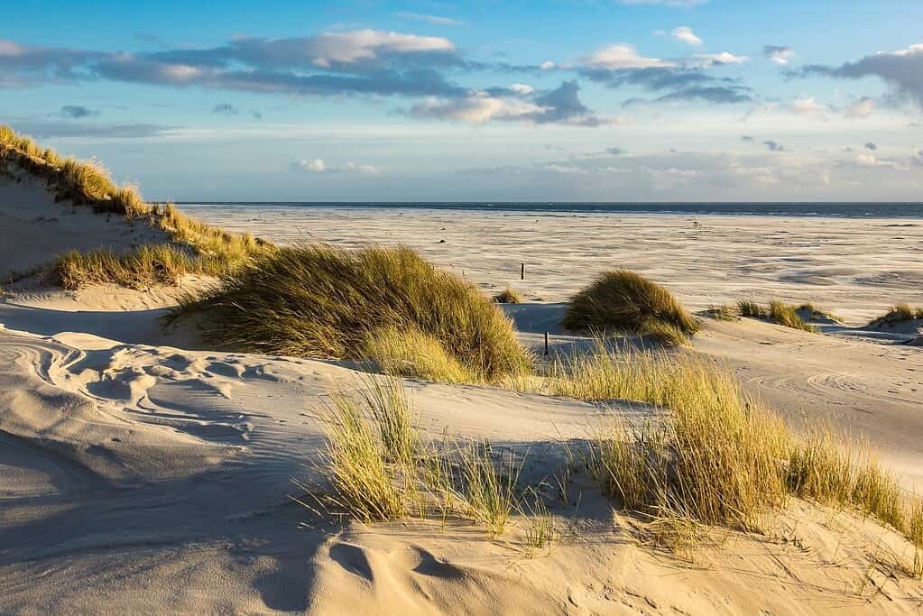 Sanddünen mit Gräsern an der Nordsee, sonniges Wetter, blauer Himmel mit Wolken, Küstenlandschaft, Sommerurlaub, Natur, Strand, weicher Sand, Meeresblick, entspannte Atmosphäre, Urlaub am Meer, Naturerlebnis.